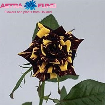 Rosa kl Abrakadabra photo