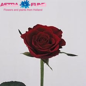 Rosa kleinbloemig Heartbeat Foto