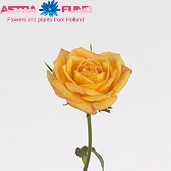 Роза малая Magic Rosewave Yellow фото