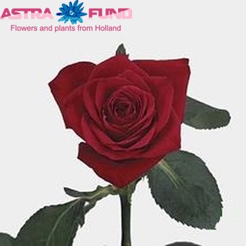 Rosa kleinbloemig Red Champ Foto