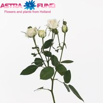 Rosa tr Exclusive Sensation фото