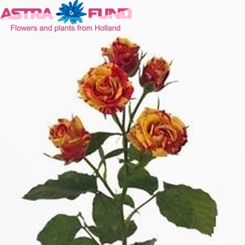 Rosa tr Fire Flash фото