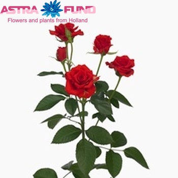 Rosa tr Fire Sensation photo