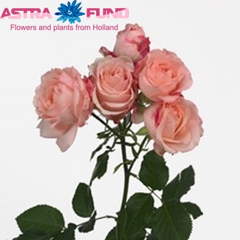 Rosa tr King Arthur foto