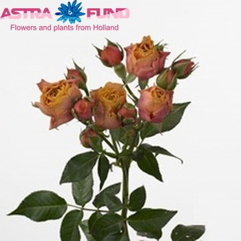 Rosa tr Magic Sensation photo