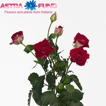 Rosa tr Ruby Star foto