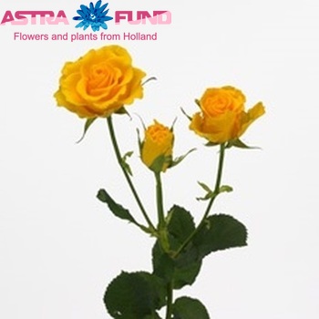 Rosa tr Sphinx foto