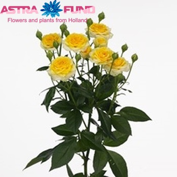 Rosa tr Yellow Sensation фото