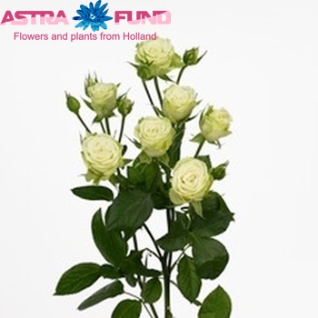 Rosa tros Annakyra photo