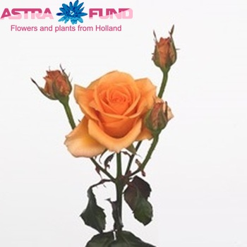 Rosa tros Apricot zdjęcie