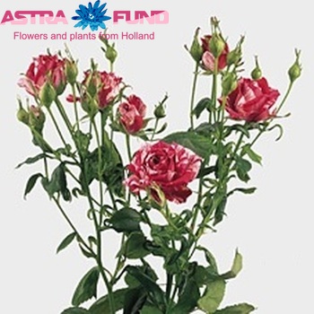 Rosa tros Arrow Folies zdjęcie