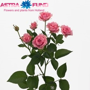 Rosa tros Astral Foto