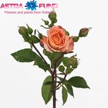 Rosa tros Augusta Luise foto