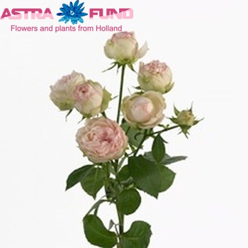 Rosa tros Baby Biedermeier Freiland Foto