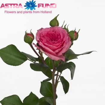 Rosa tros Baronesse Freiland foto