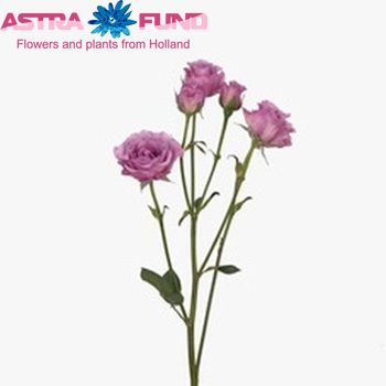 Rosa tros Blue Moon фото