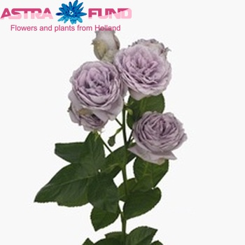 Rosa tros Blue Pompon Freelander zdjęcie