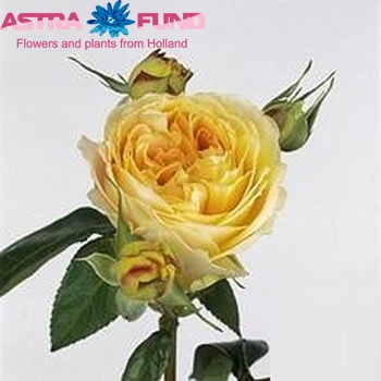 Rosa tros Caramel Antike Freelander foto