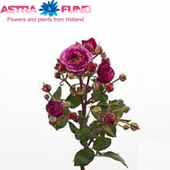 Rosa tros Carat фото