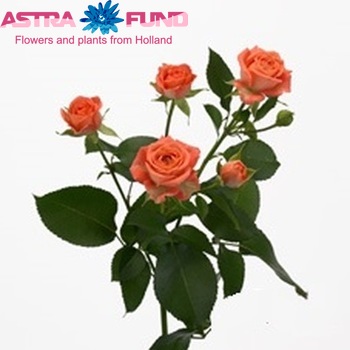 Rosa tros Charming Babe фото