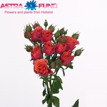 Rosa tros Cherry Rosever photo