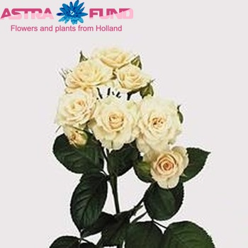 Rosa tros Cream Gracia photo