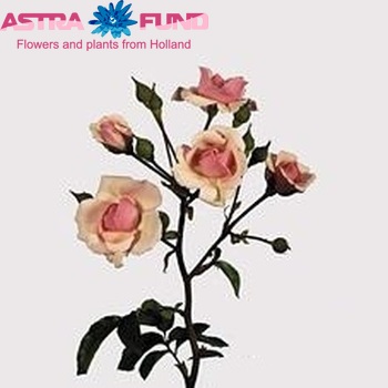 Rosa tros Diadeem photo