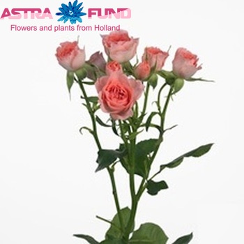 Rosa tros Elegant Rosever photo