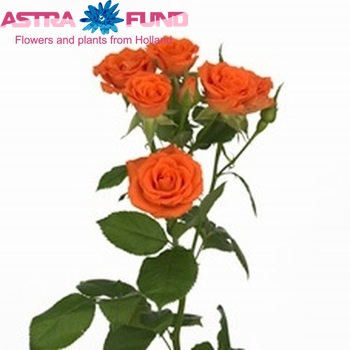 Rosa tros Fancy фото