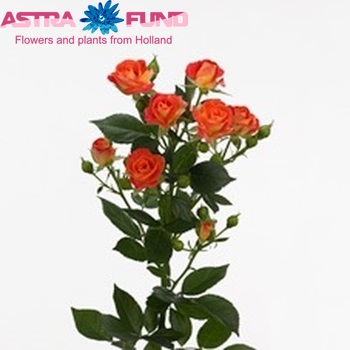 Rosa tros Fiesta Bubbles фото