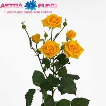 Роза кустовая Golden Sensation фото