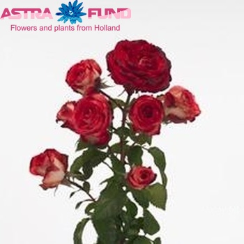 Rosa tros Latin Orkan Freelander photo