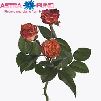 Rosa tros Latin Pompon Freelander photo