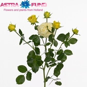 Rosa tros Lemon Pompon Freelander photo