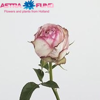 Rosa tros Lovely Antike Freelander zdjęcie