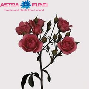 Rosa tros Magenta Diadeem photo