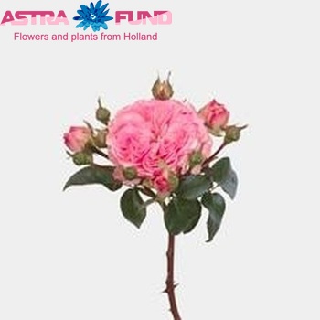 Rosa tros Mariatheresia foto