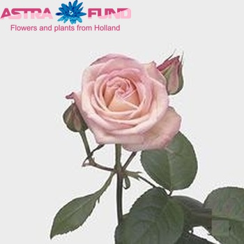 Rosa tros Marietta Foto