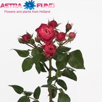 Rosa tros Old Fashion Pompon фото