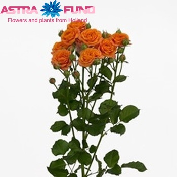 Роза кустовая Orange Bouquet фото