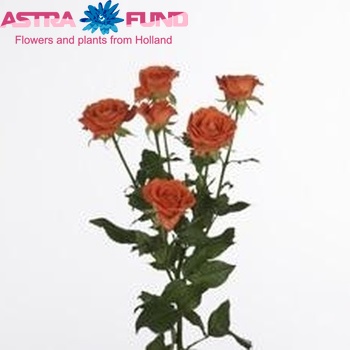 Rosa tros Orange Fire zdjęcie