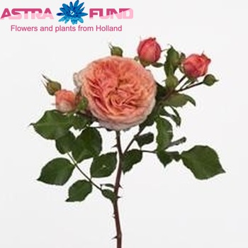 Rosa tros Orange Pompon Freelander zdjęcie