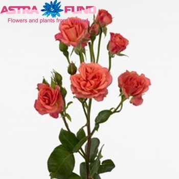 Rosa tros Peach Taifun Freelander zdjęcie