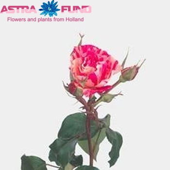 Rosa tros Philatelie photo