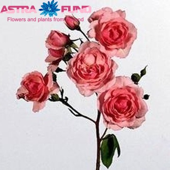 Rosa tros Pink Diadeem фото