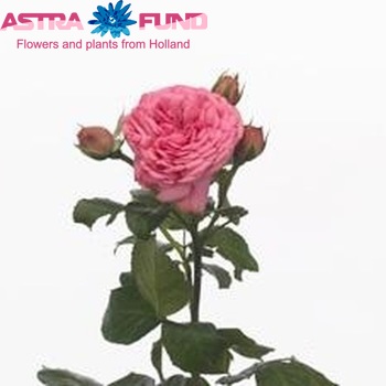 Rosa tros Pink Piano Freiland foto