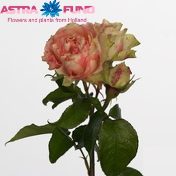 Rosa tros Pink Shake Freelander zdjęcie