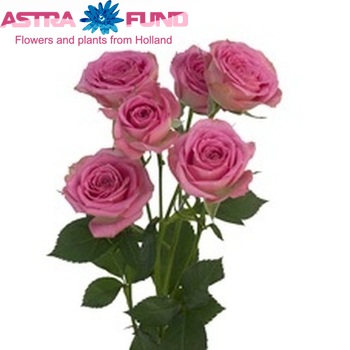 Rosa tros Pink Twister zdjęcie