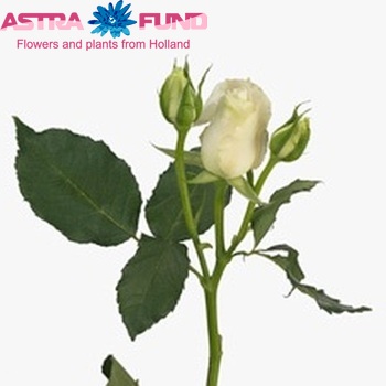 Rosa tros Pristine photo