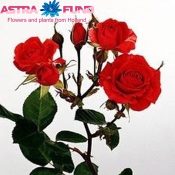 Rosa tros Red Diadeem Foto